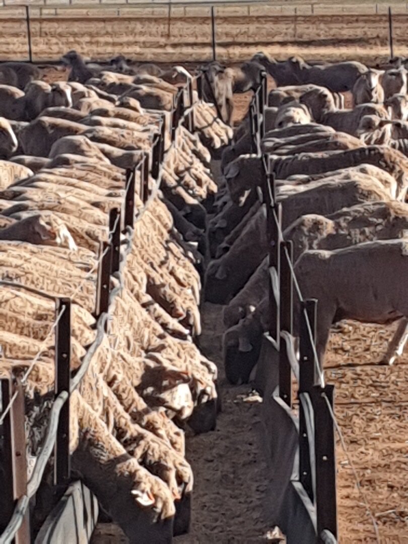 Don’t forget to register for our webinar tomorrow all about sheep nutrition during drought. Geoff Duddy will be our presenter at the usual time of 1pm - hope to see you there! Pic credit- Sharon Woods  Register here: sheepconnectnsw.com.au/events/#webinar