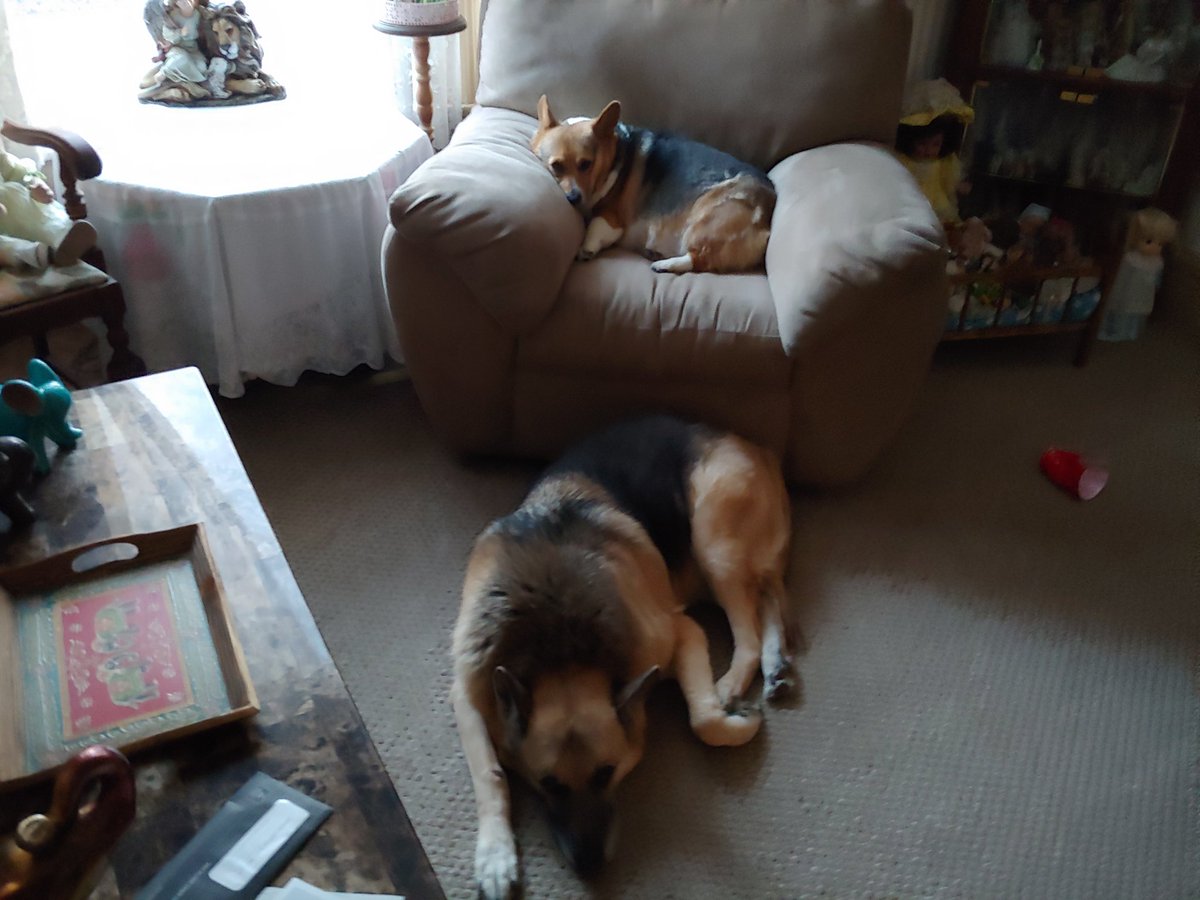 DarlaTheCorgi's tweet photo. A corgi with a bigger corgi https://t.co/QkUAMAUynC