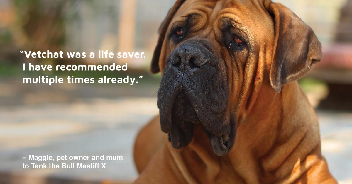 Need a second opinion? After noticing Tank’s weight decline while on itchy skin meds, “Vetchat was a lifesaver and I was extremely impressed with the result.” 

Connect with our vets in minutes like Maggie did.

#petsupport #onlinevet