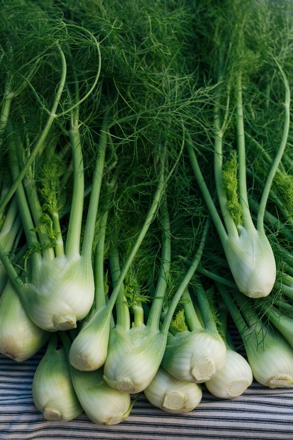 #AprilProduce: Fennel is an herb with a mild but distinctive licorice flavor and is a mainstay in Mediterranean and Italian cuisine. D’Arrigo New York sells fennel, which has been called “beautiful” by our customers, supplied by our @AndyBoyInc farms.