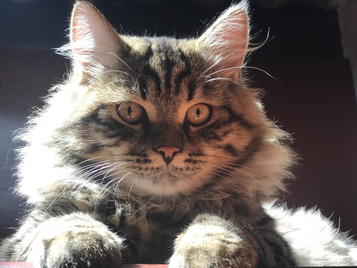 andres_acosta3's tweet photo. Yo sé que Kris es un gato hermoso, noble y muy juicioso. Si alguien lo encontró y no quiere devolverlo, está bien, pero por favor cuídelo mucho, es el gato que yo más adoro de todos los que tengo. Necesita tratamiento de griseo y baños medicados cada 8 días. 💔 https://t.co/DSuYxdXmjK
