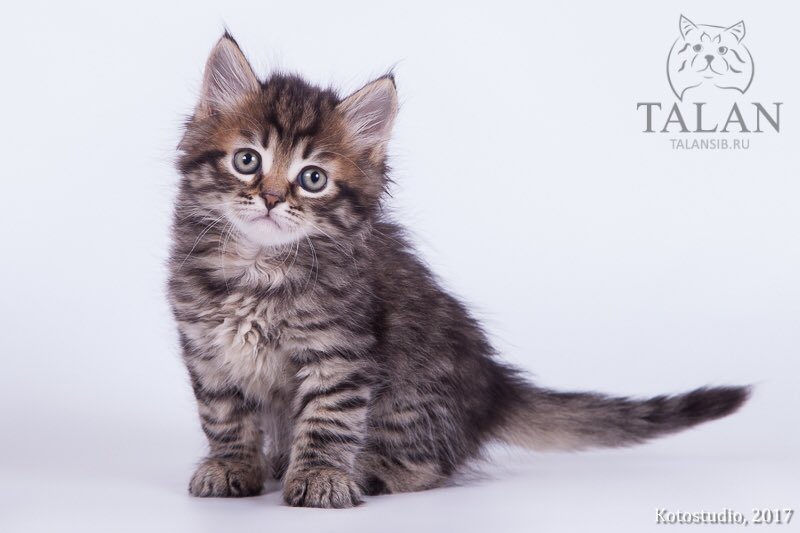 andres_acosta3's tweet photo. Yo sé que Kris es un gato hermoso, noble y muy juicioso. Si alguien lo encontró y no quiere devolverlo, está bien, pero por favor cuídelo mucho, es el gato que yo más adoro de todos los que tengo. Necesita tratamiento de griseo y baños medicados cada 8 días. 💔 https://t.co/DSuYxdXmjK