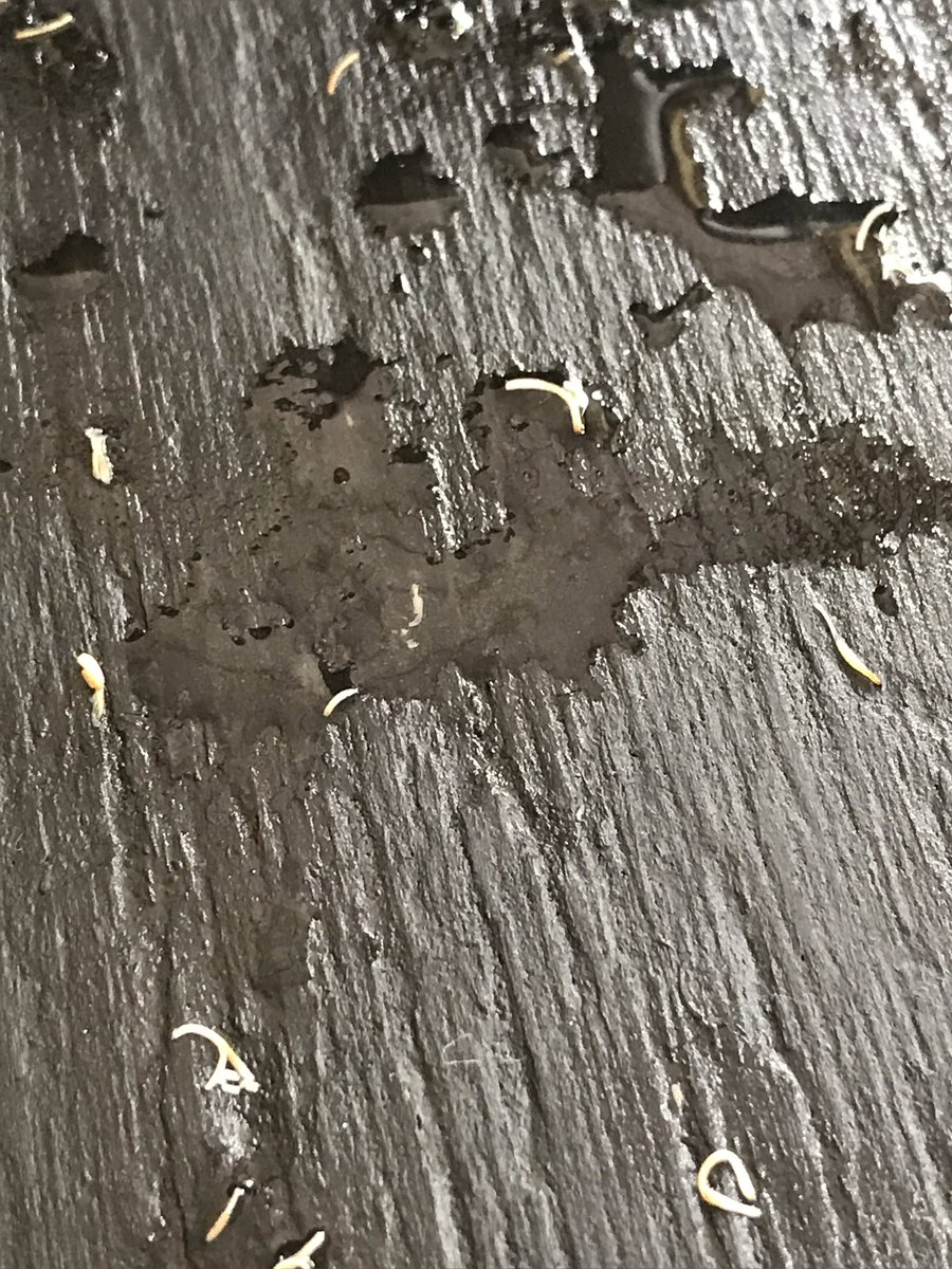 Kecik Himbar 😎 on Twitter: "Gais, sapa2 yg ade penyakit 