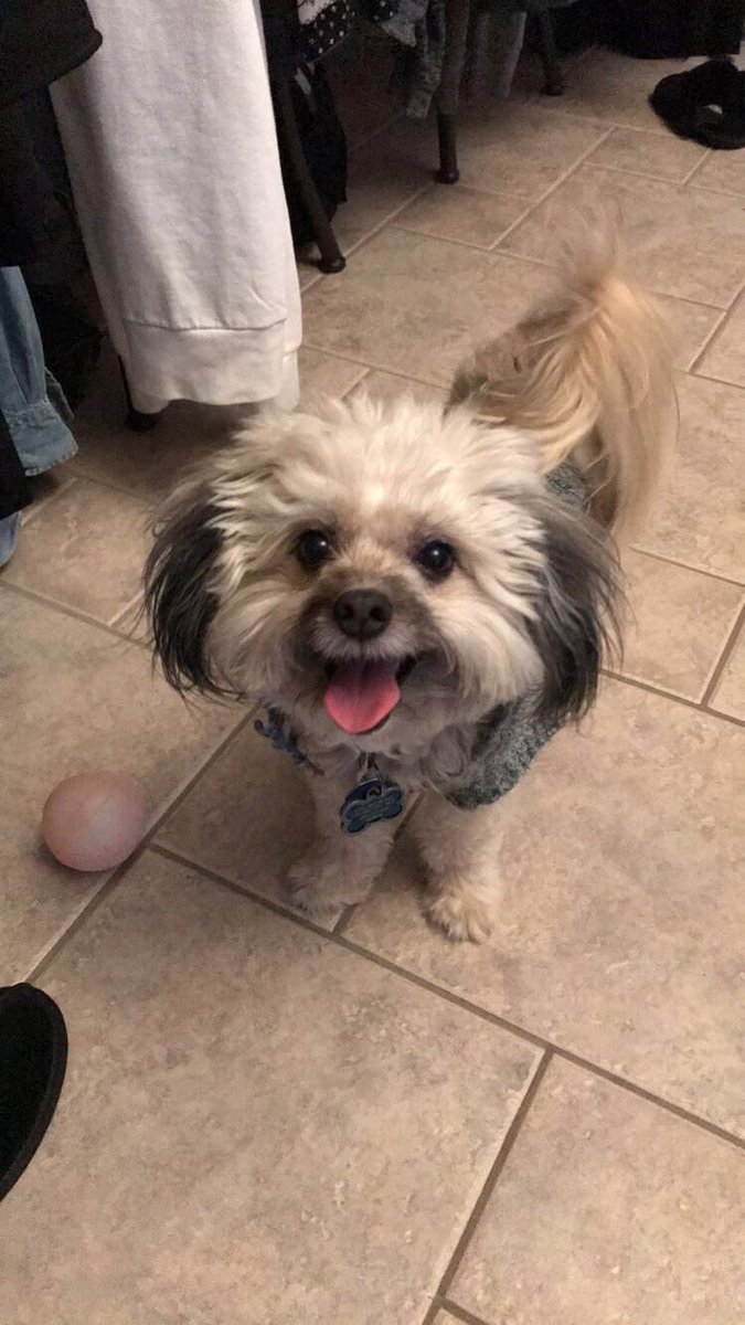 doubleCHIN_'s tweet photo. yo who did this to my dog https://t.co/q43Kpi0AlW