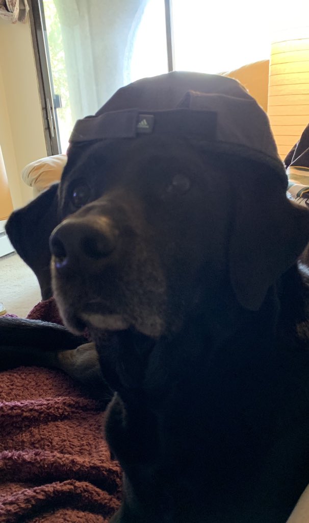 BrewCrew23's tweet photo. @NetSuite @dogisgood #suitedogs #dogisgood #suiteworld19 https://t.co/bYorvuoxpT