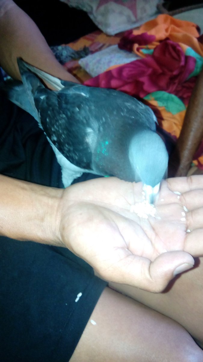 kittyblaze76's tweet photo. #lost #pigeon #found
Location: Bacolod City 
My brother brought this guy home from work last night. It seems a racing pigeon according to the rings it wears. Anyone know of possible owner, kindly let them know. Filipinos, please retweet. https://t.co/IoVTqriJvg