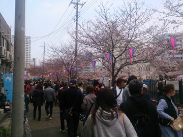 大岡川桜祭り22 屋台の出店や混雑状況は 桜の見頃 開花情報 Tasso