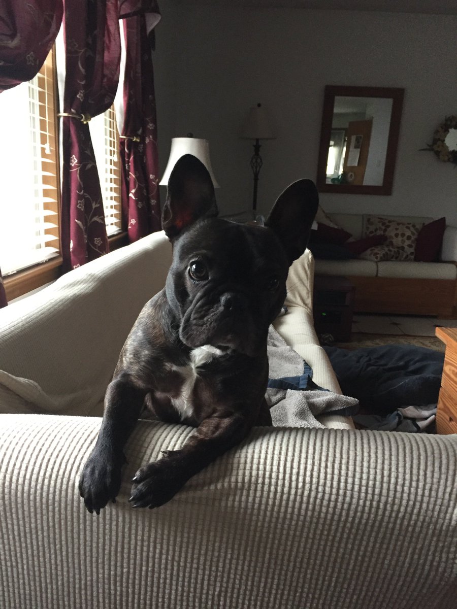 TEnderleF's tweet photo. I am adopted?  That's April Fool right?  What I am?  I am still really cute through right?  An uncomfortable conversation on April 1st. https://t.co/lNprByeGIQ