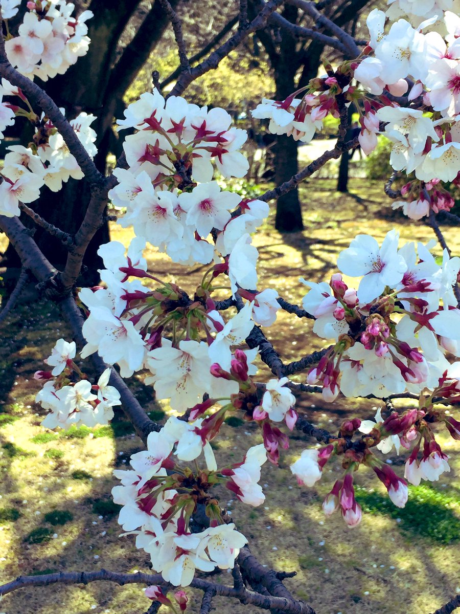 TripHugger's tweet photo. 今日10:00の東御苑の桜-山桜が散り始めたんですが、まだ咲いていないほかの桜もたくさんあります！#triphugger #桜 #皇居 #東京 https://t.co/7ZCPX0foti