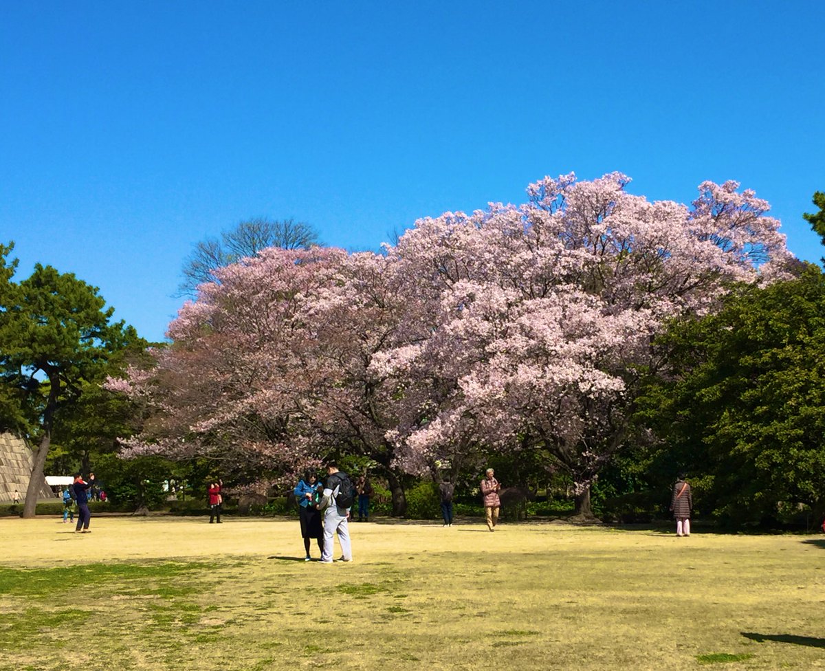TripHugger's tweet photo. 今日10:00の東御苑の桜-山桜が散り始めたんですが、まだ咲いていないほかの桜もたくさんあります！#triphugger #桜 #皇居 #東京 https://t.co/7ZCPX0foti