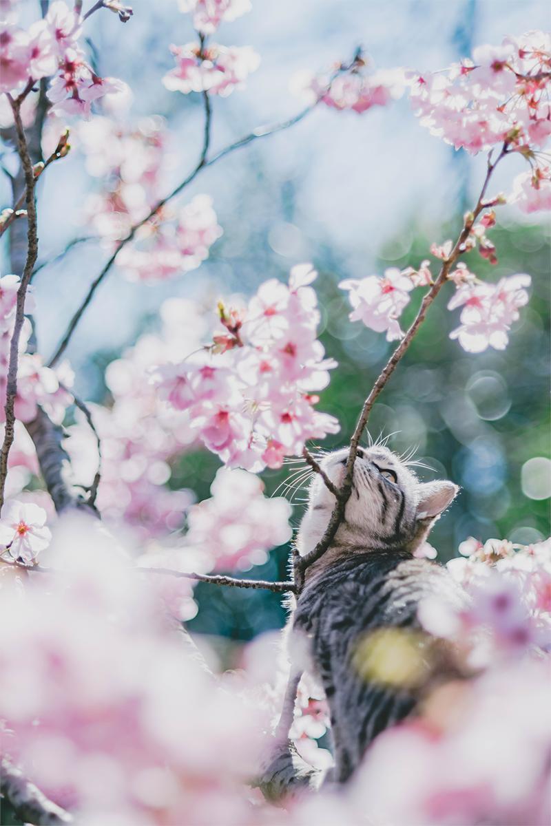お庭に咲いた桜を撮っていたら猫さんが乱入したきた 可愛いがすぎる まさか現実にあるとは Togetter