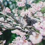 桜の写真撮影中に乱入してきたのは…!？幻想的すぎ写真集に載ってそう!