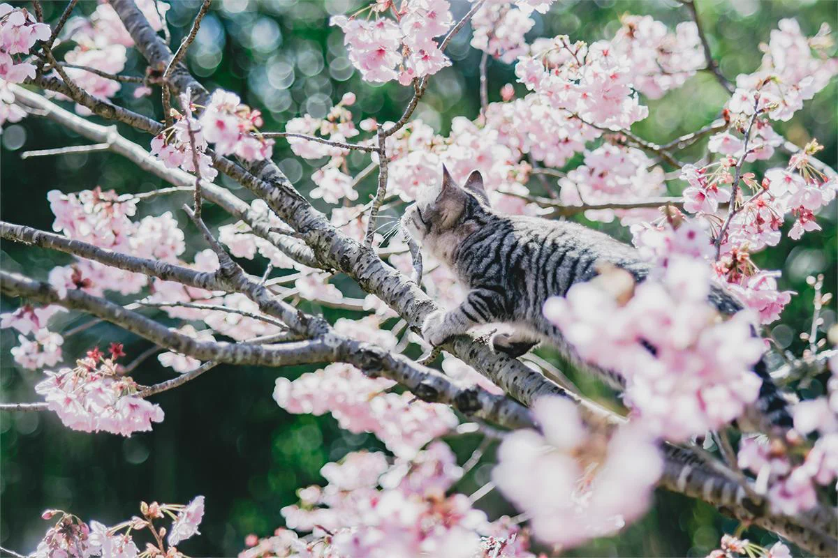 桜の写真撮影中に乱入してきたのは…！？幻想的すぎ写真集に載ってそう！