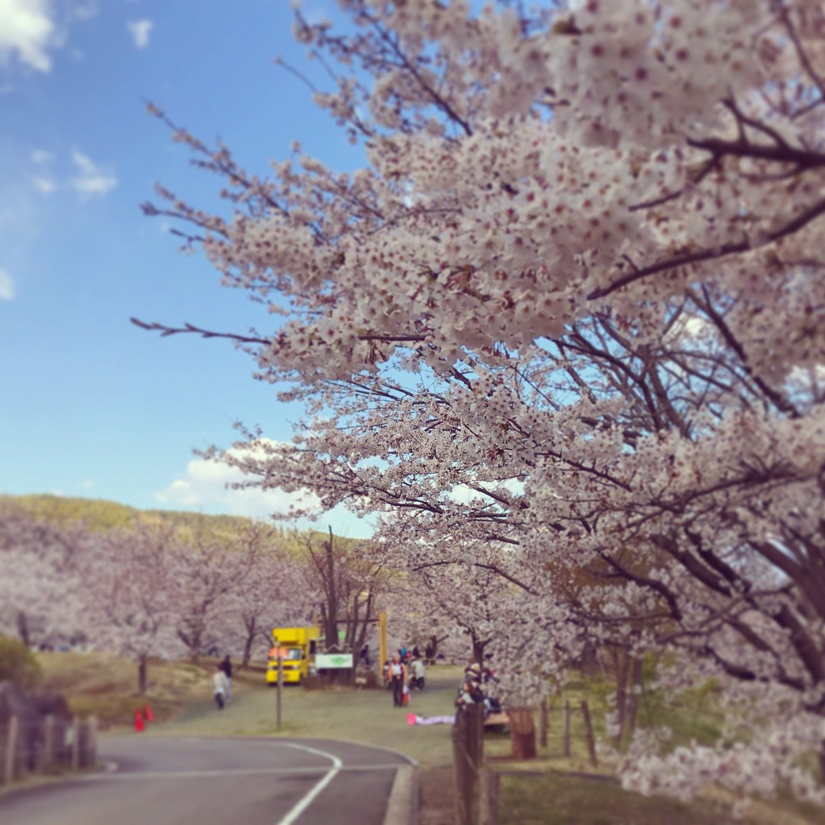 わんぱくらんど 辻村植物公園 本日は サクラの丘のソメイヨシノが満開です わんぱくらんど Gw期間中の駐車場は事前予約制