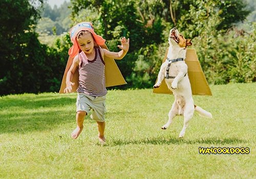 How to Find 5 Canine Fun-Filled Summer Activities dlvr.it/R205T9