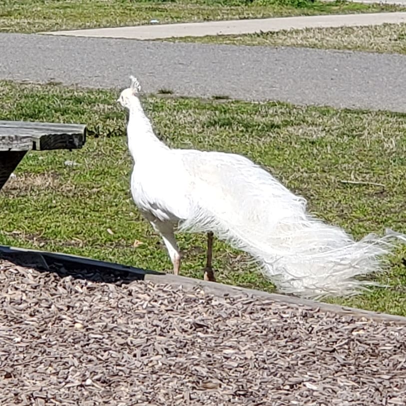 StefanieNieto's tweet photo. #projectdeb #naturesbeauty #photography #photographer #naturephotographer #nature #naturephotography #nationalgeographic #naturesbeauty #nofilter #springbreak2019 https://t.co/pnpDXczyqb