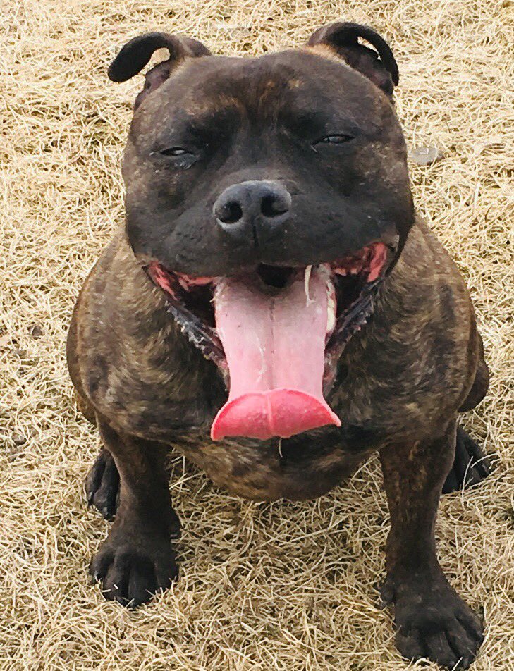 One for #TongueOutTuesday #StaffordshireBullTerrier #bullybreeds #staffie #staffy #DogsofTwittter #puppies #brindle @Staffie_Lovers