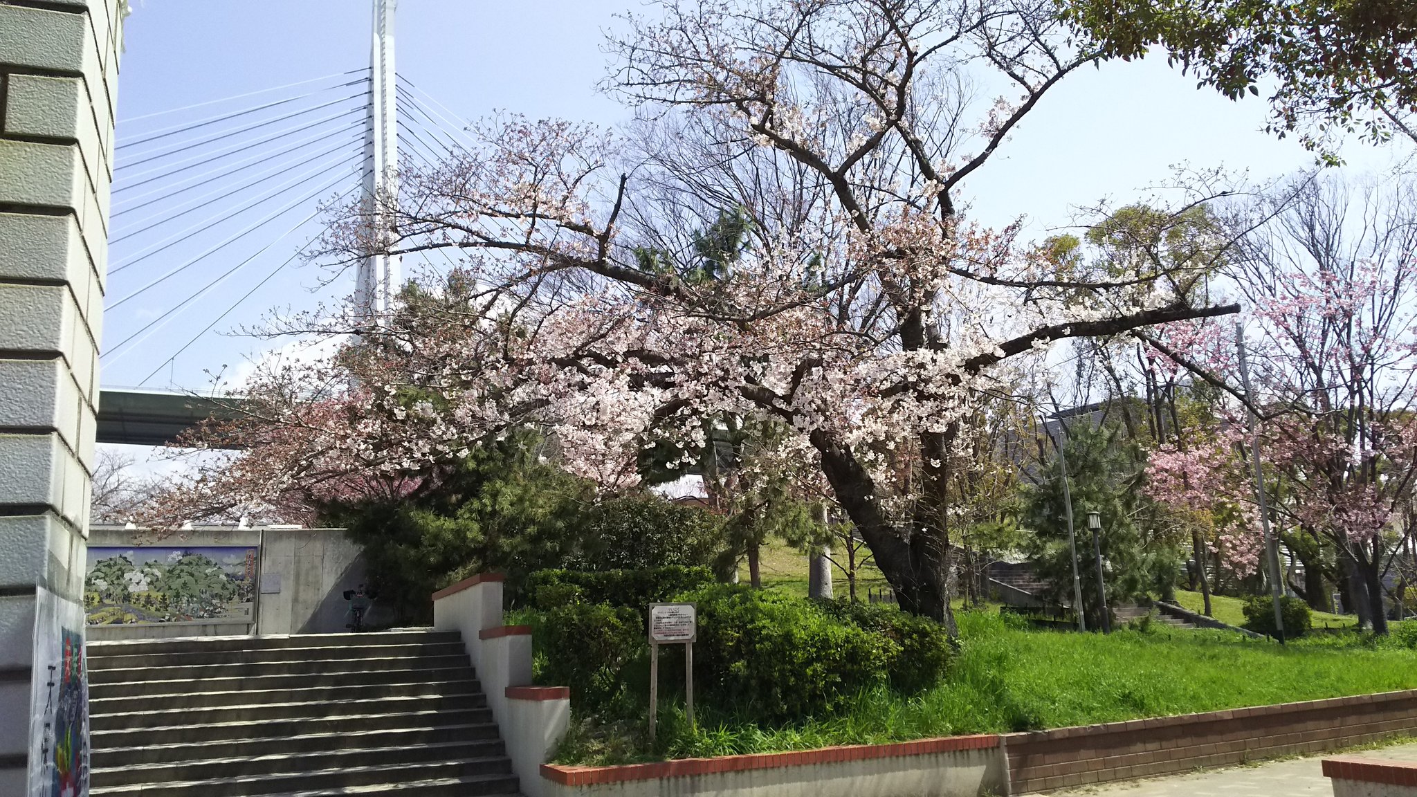 天保山公園の桜 天保山商店会 Tenpouzan0873 Twitter