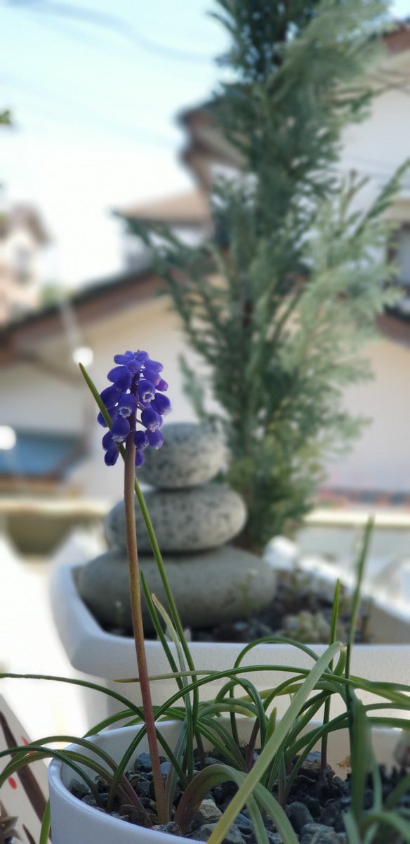 Gio Garden Totam2412 Twitter