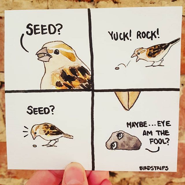 BirdStrips's tweet photo. Bird no. 552. ποΈποΈ
.
#eyeamthefool https://t.co/cpFfULgcpq https://t.co/A0frvS6Ms8