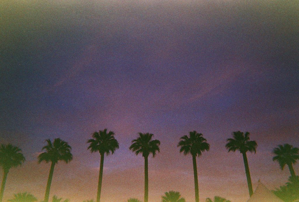 CDCoachella's tweet photo. #Coachella '13 palm trees #flickr https://t.co/hJdazD6dwv https://t.co/nALimm2a2J