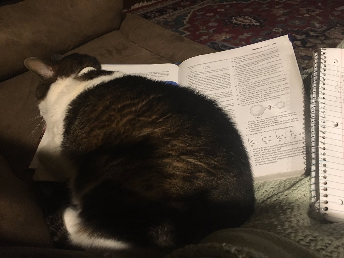 IanStrehl's tweet photo. Why does my cat sit on my chemistry book while I’m trying to do homework? Why must she be like this?😫😂 https://t.co/oiy6kejlAV