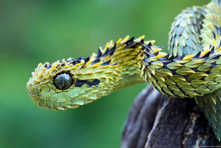 EmotionaI_Sense's tweet photo. Strangest Creatures You Never Knew Existed - https://t.co/mwjQxWEDAY https://t.co/PfnkxjbZOu