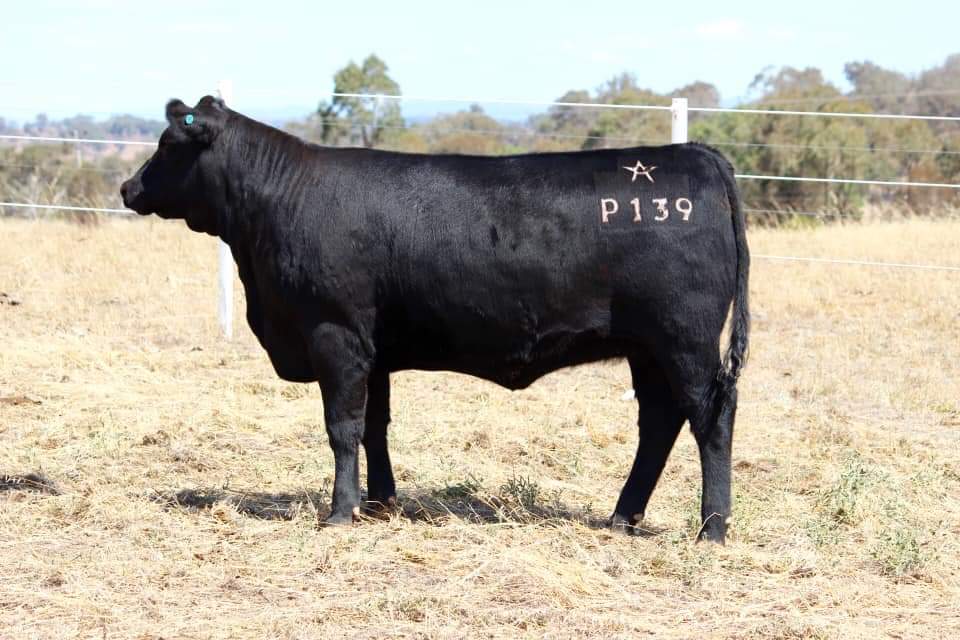 Lot 51. Argyllshire Helen P139 sells April 14th at the Sydney Royal Angus Sale. Further info: studstocksales.com/event/argyllsh…
#100yearsofangusaustralia