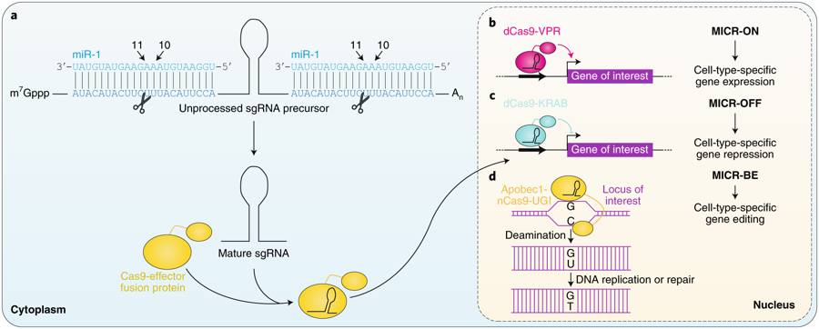 A new #CRISPR tool controlled by #miRNA go.nature.com/2H2HxQx Need more insights, read the comment go.nature.com/2ODsCy4