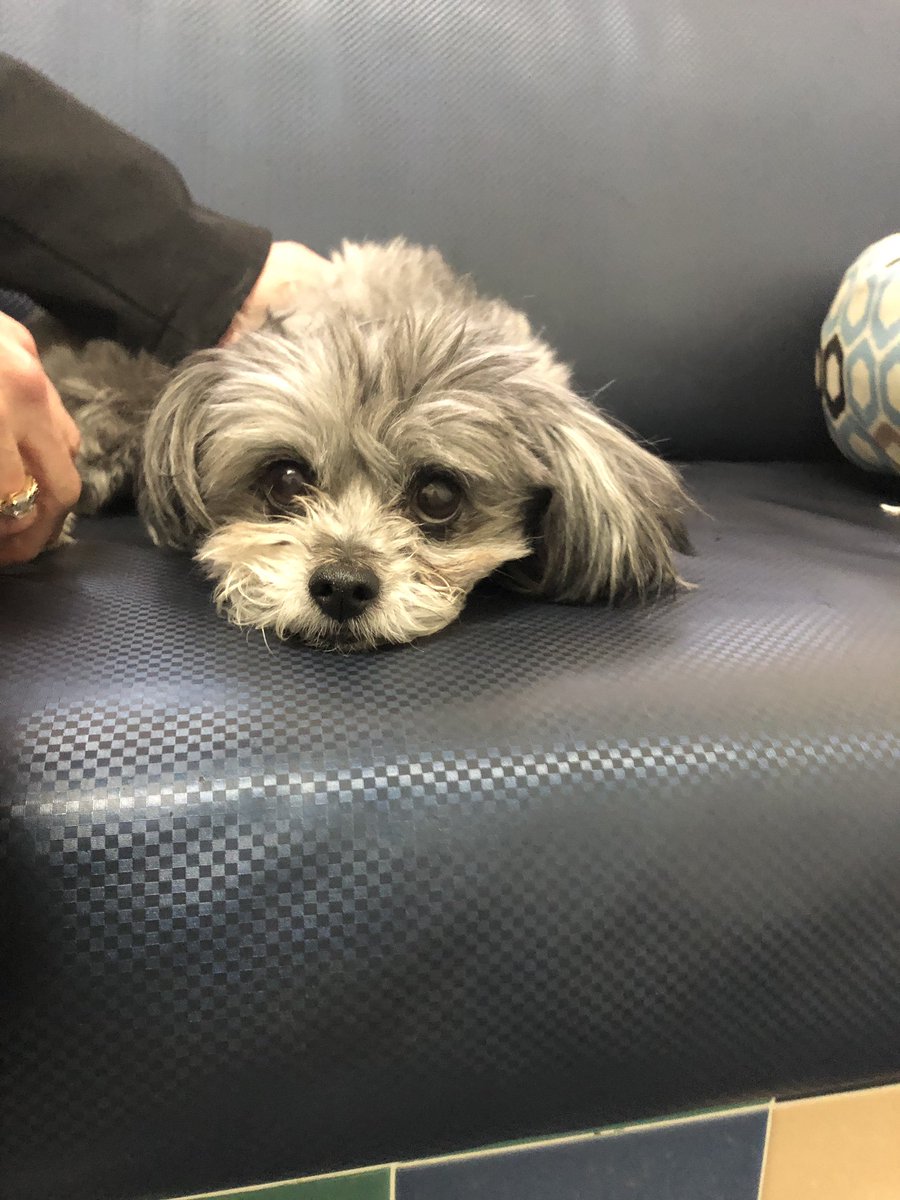 Why do humans get dogs just to out live them? My answer is because they love you unconditionally! It sucks so bad to lose a loved one, I love you Dolly, you’re were the best! Wish I was with my family to say goodbye 💕😢