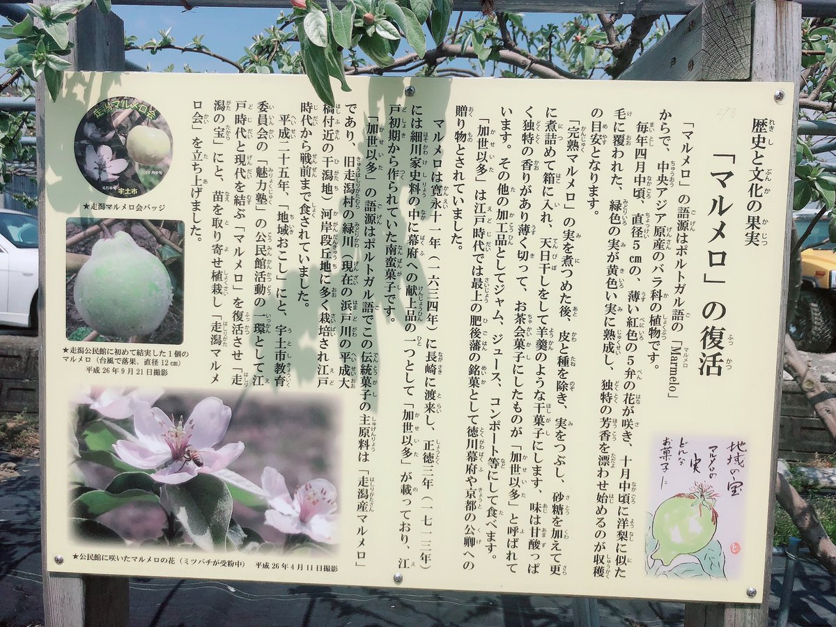 Rkkラジオ ミミーキャスター Twitter પર 宇土 市の走潟公民館では マルメロという珍しいお花が今にも咲きそうです 実がなるとジャムも作られるんですよー 4月14日 日 にマルメロ花見会もあるそうなのでぜひお出かけになってみてください 熊本県 宇土市