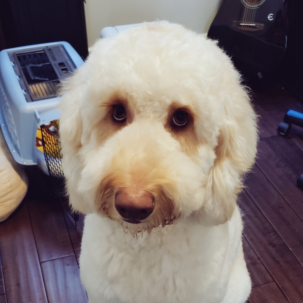 New member joining the doggo Krew! Meet Fluffywuffy!