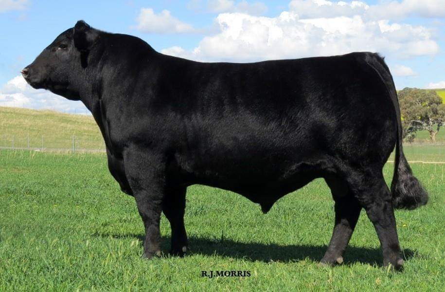 struanp's tweet photo. Lot 3. PC Newman N003 sells April 14th at the Sydney Royal Angus Sale. PC Angus have consigned 2 bulls &amp; 2 semen lots. Sale team details at: https://t.co/495y6akKPV
#100yearsofangusaustralia https://t.co/Y965ZJmaQP