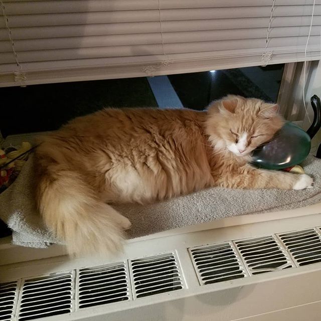 SilverTaleGames's tweet image. Kissyface thinks metroids are pillows. ift.tt/2Vjdo3y