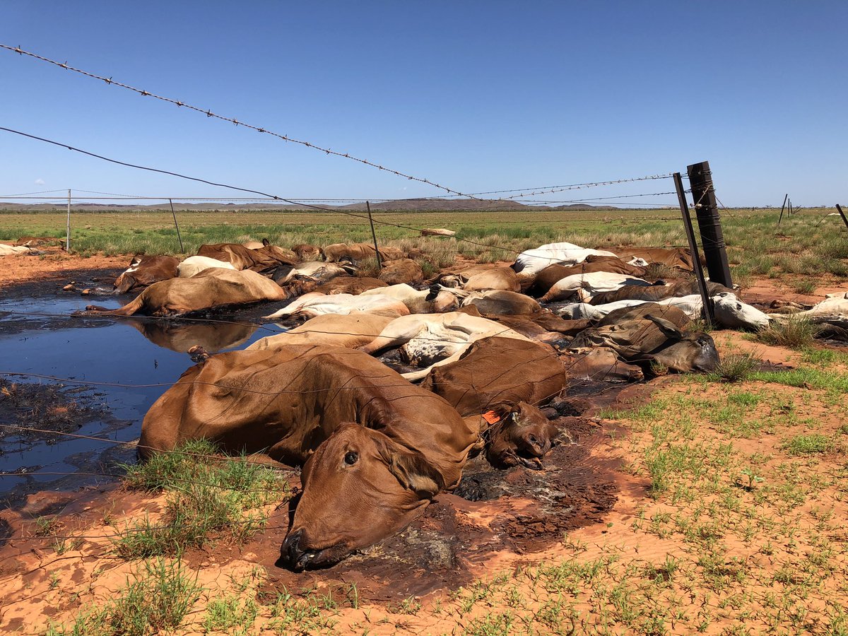 michlstan's tweet photo. ‼️WARNING graphic content‼️ it’s been heartbreaking hitting the road today and seeing some of the devastation of #cycloneVeronica first hand. These were taken just east of Roebourne. Thoughts with pastoralists and station staff dealing with the cleanup @abcrural #wanews @abcnews https://t.co/cAVHogVbg5