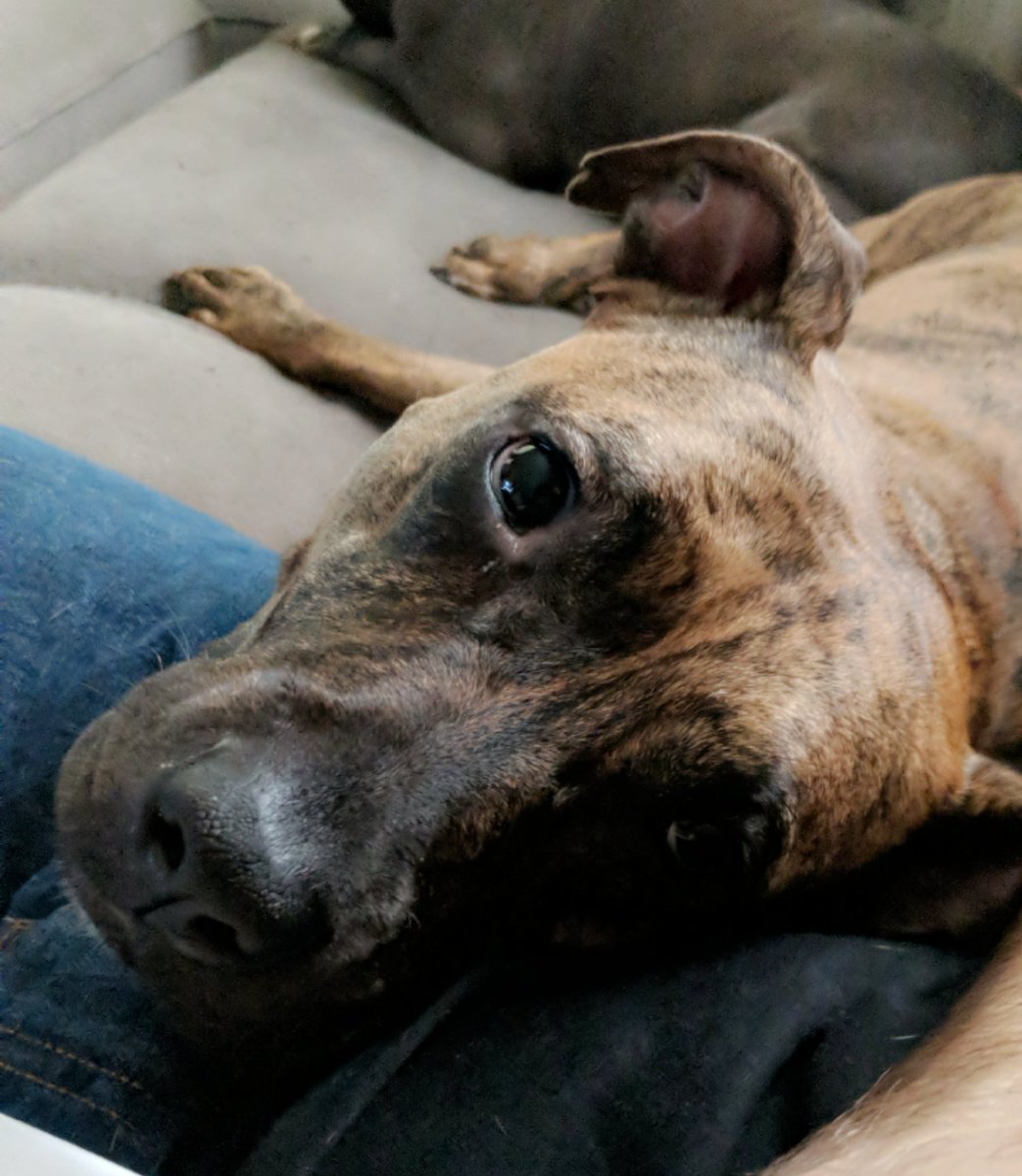 Megan_Rodig's tweet photo. @ericmorningmix She is adorable and she knows it, and uses it to her advantage 🤣 https://t.co/gZT9qzyNmF
