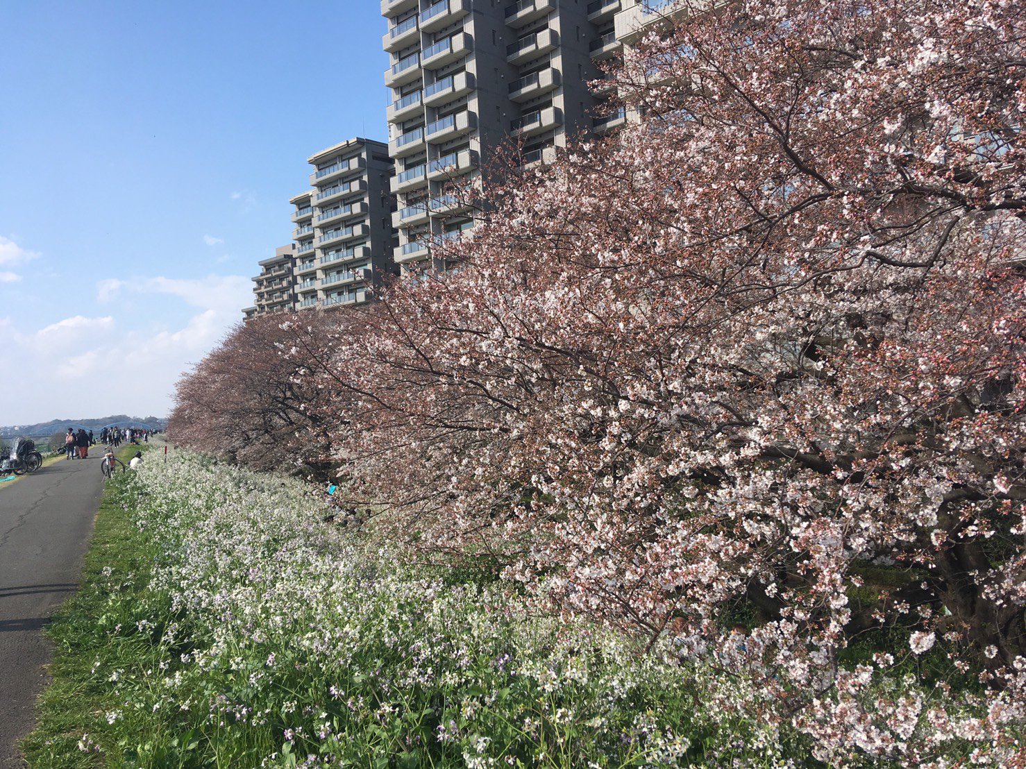 小原生花園 鵜の木の多摩川の土手の桜です 見ごろはまだまだこれからのようです さくら 鵜の木 花屋 小原生花園 花見 サクラ 桜 多摩川 T Co Dvswhikorg Twitter