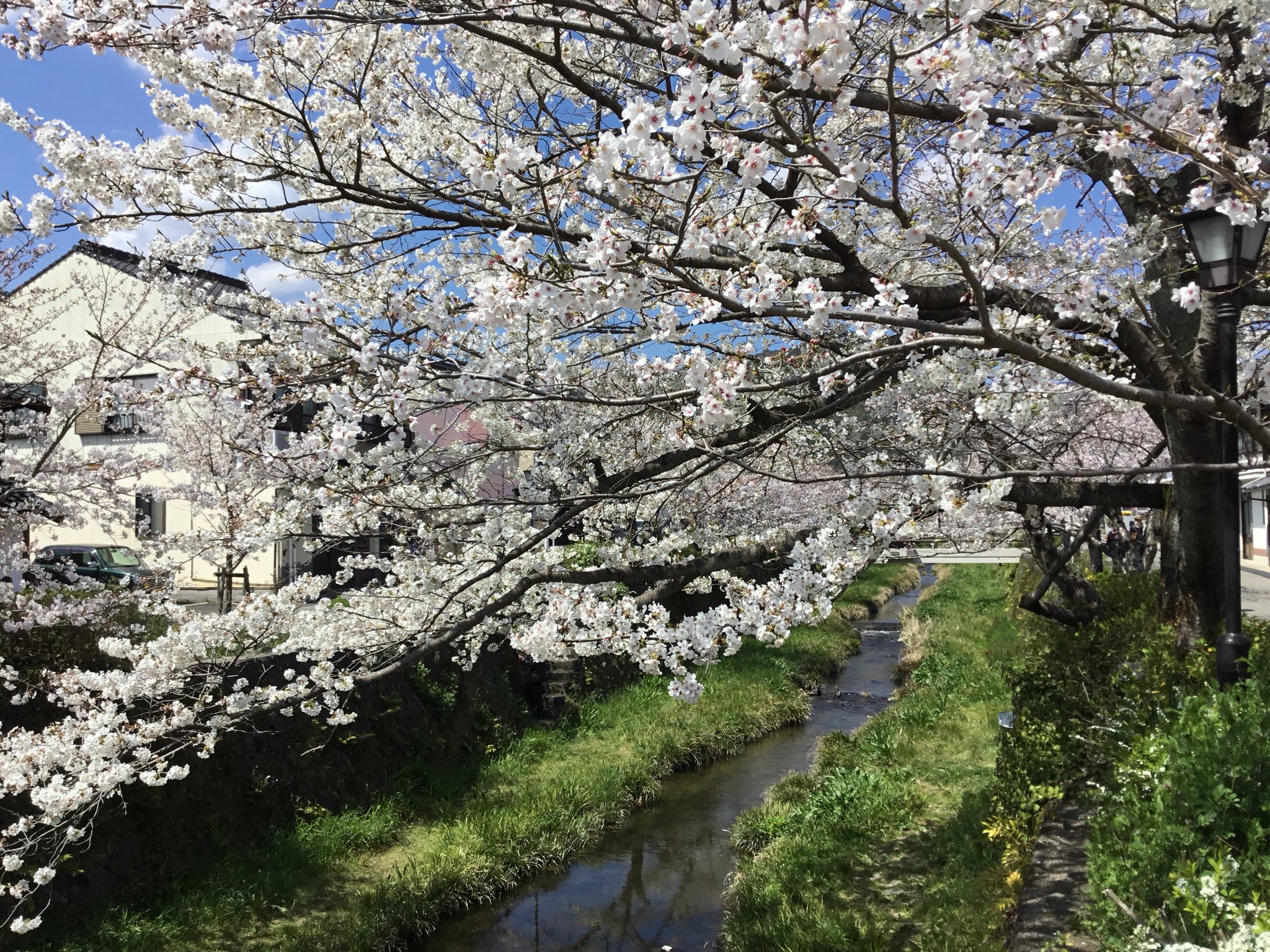 大路ロビー 山口市 見に来て 山口市 一ノ坂川 一の坂川 桜 T Co Eqj495pzhl Twitter 大路ロビー 山口市 見に来て 山口市 一ノ坂川 一の坂川 桜 T Co Eqj495pzhl Twitter