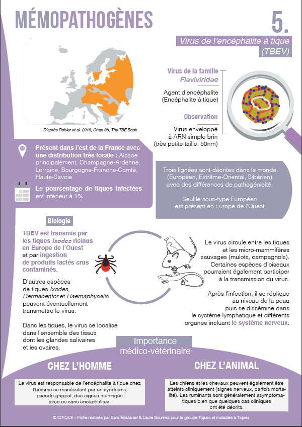 ci_ticks's tweet photo. Après les fiches sur l'écologie des tiques piqueuses en
France, disponibles ici https://t.co/zPA6ryf839,
@ci_ticks et le groupe Tiques et Maladies
à Tiques commence une collection sur l'écologie des pathogènes
transmis par les tiques
https://t.co/GNHq7rfwOx
bonne lecture !! https://t.co/haljmHNK5y