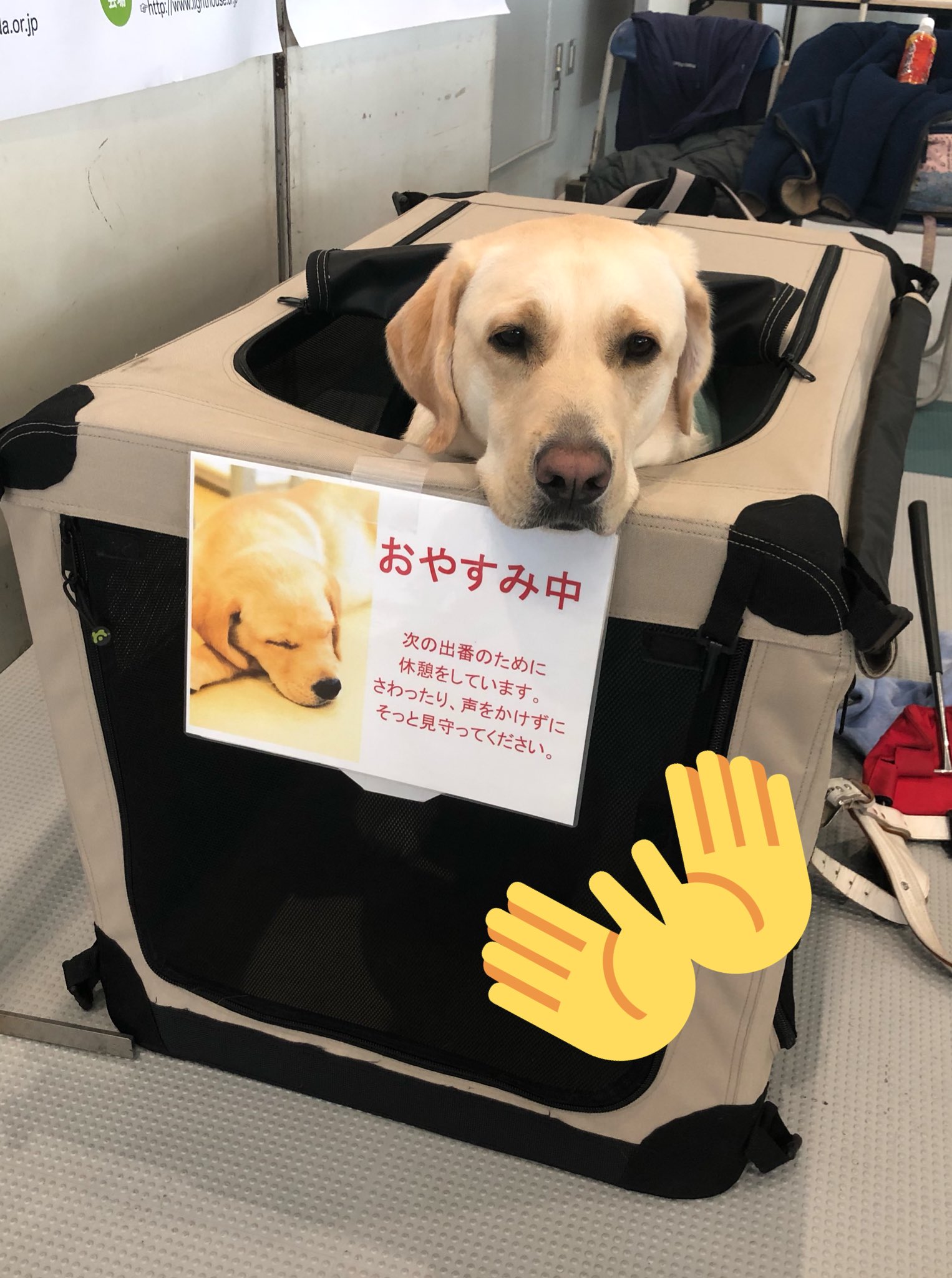 日本盲導犬協会 En Twitter 神奈川訓練センター よりお知らせ 4月 5月gwまでの啓発イベント情報をhpに公開しました ぜひご覧ください 日本盲導犬協会 募金活動 詳細はこちら T Co Eqvcdxiw4m T Co Jadhzvftch Twitter