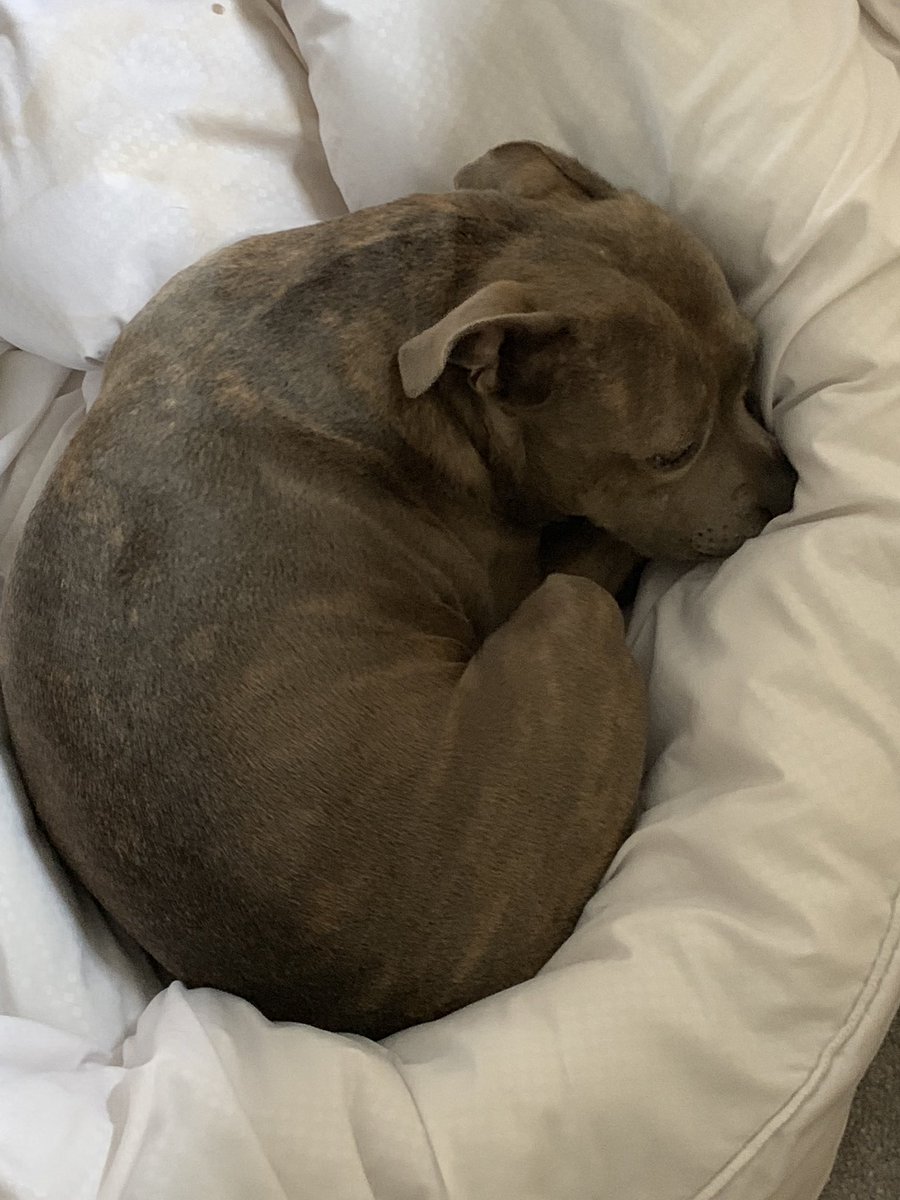 LolaTheStaffie's tweet image. #helping mum change the quilt cover. She says I’m more of a hinderance! 😱.                                                                 #staffy #bluestaffy #housework #quilt #duvet #bedding #help #hinderance #dayoff #DogsofTwitter