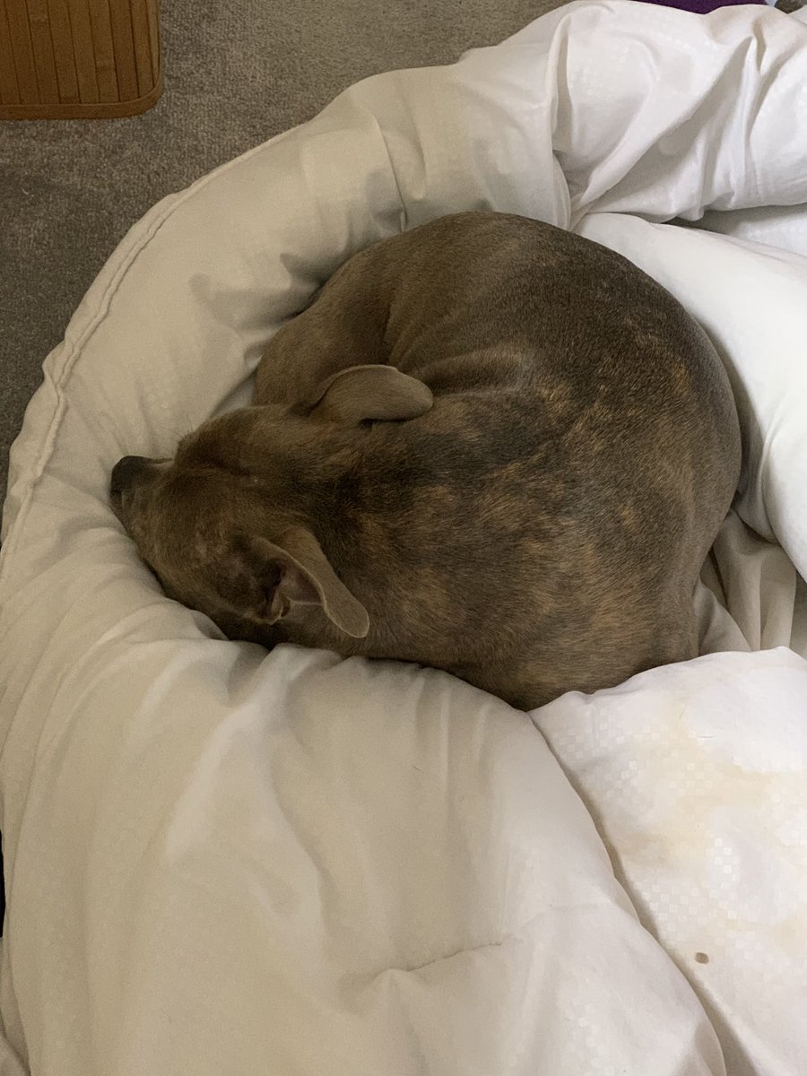 LolaTheStaffie's tweet image. #helping mum change the quilt cover. She says I’m more of a hinderance! 😱.                                                                 #staffy #bluestaffy #housework #quilt #duvet #bedding #help #hinderance #dayoff #DogsofTwitter
