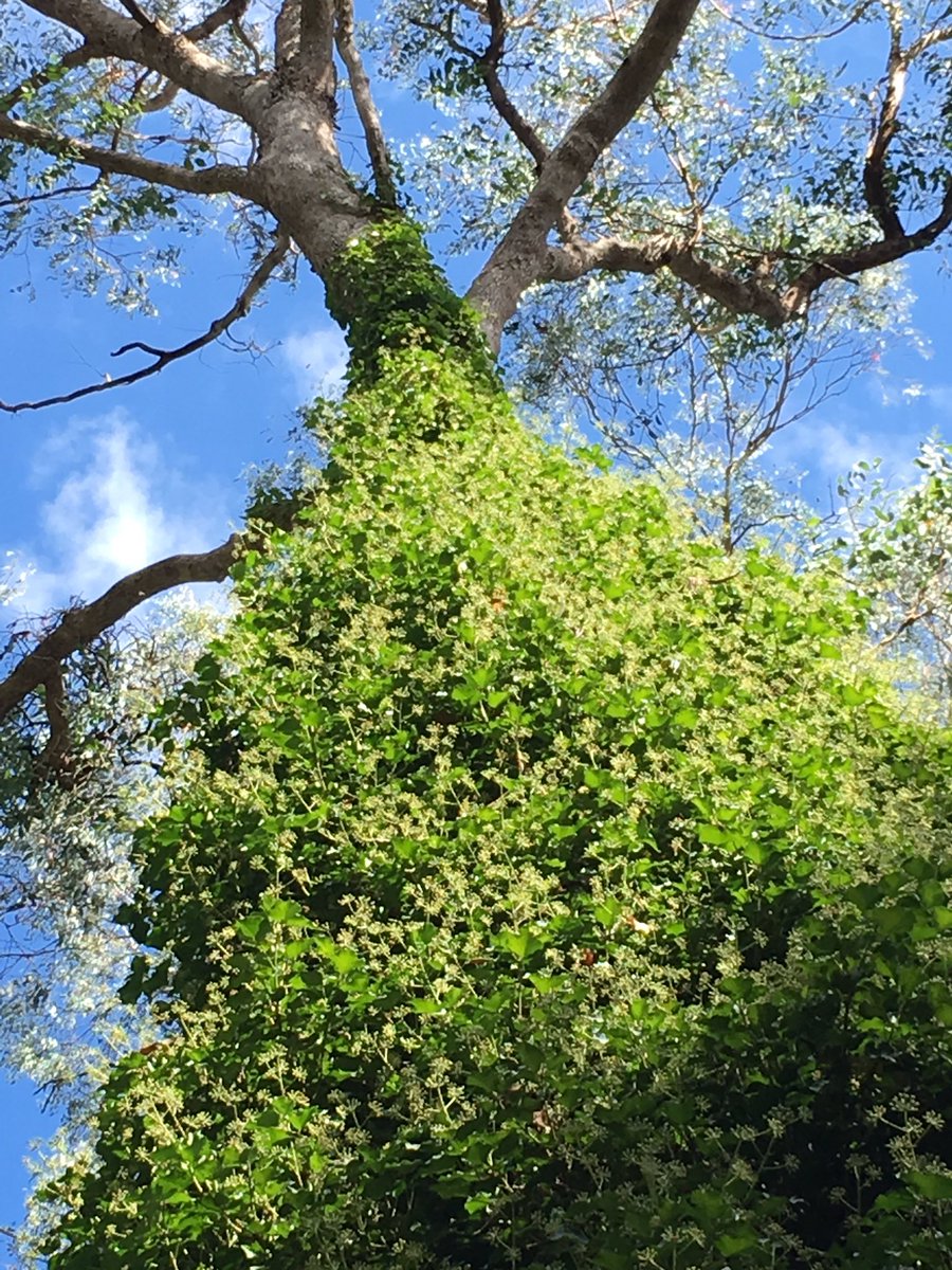 weedyk8's tweet photo. English Ivy (Hedera helix) at Bright in NE Victoria. Horizontal growth has familiar ivy leaf. When it grows up trees etc it changes form producing branches with a less lobed leaf, flowers & black berries. Covered here in bees & European Wasps. #InvasiveSpecies #EnvironmentalWeed https://t.co/fLIi1lE9CH