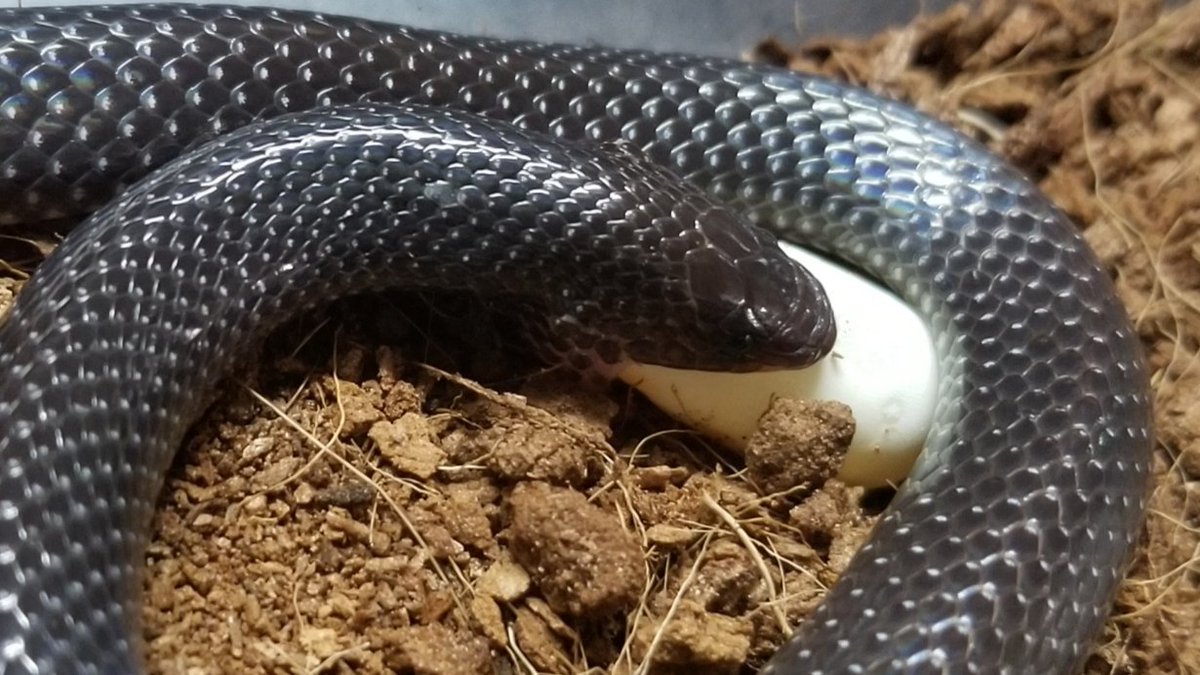 爬虫類ショップ アライブ Alive على تويتر シモフリコテハナヘビが 食べた やはり爬虫類の卵でしたね カッパヘビの時みたいに興奮しました 潜り系の可愛い顔なのに あまり潜らないんです むしろシェルターの上で堂々と寝ています 笑 T Co