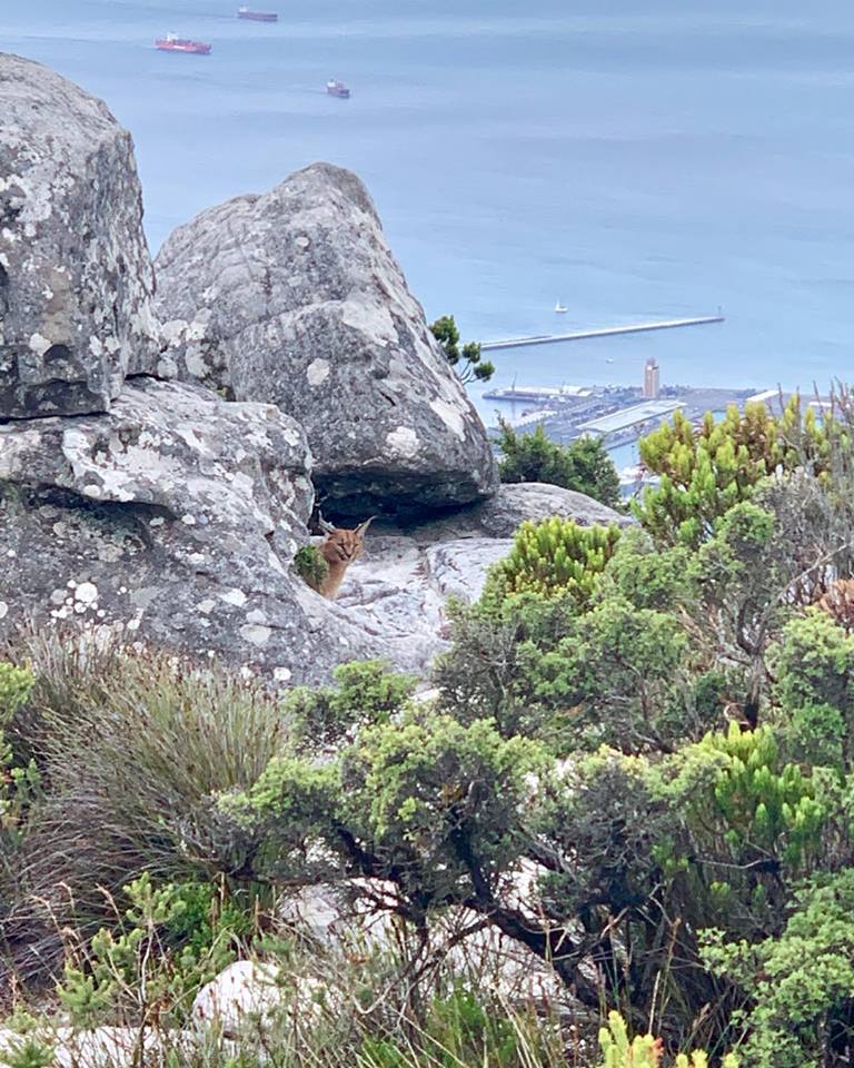 This just in: a caracal spotted at the summit of #TableMountain!

Read all about it at bit.ly/2Upgoy9
