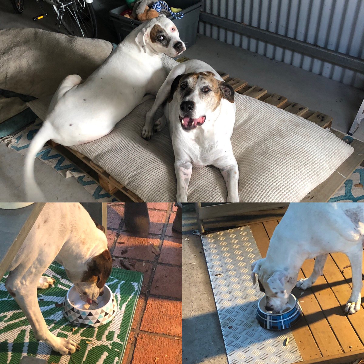 efficentnotlazy's tweet photo. Happy birthday to the 2 most bestest puppies in the world. Happy 8th birthday Sam and 7th birthday Milly. @KarenTannock &amp; I love you very much. But the birthday ice cream is sometimes food. Seems like only yesterday you came into our lives #HAPPYBIRTHDAY #goodpuppies #millyandsam https://t.co/n12bJwYHk8