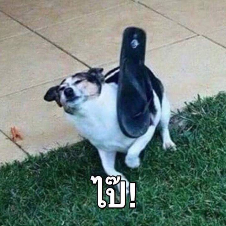 รีเพลย์ tweet media
