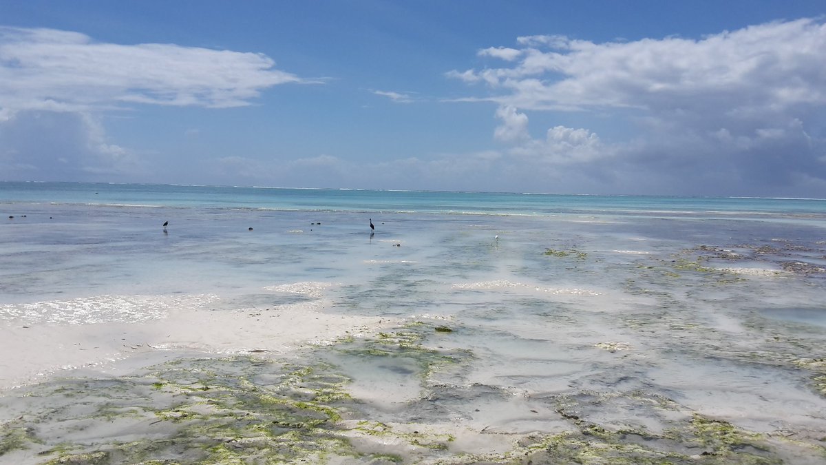 Solotravelmith1's tweet photo. Lowtide in the north of Nungwi

#solotravelmithund 
#nungwi 
#reisefotografie 
#reisenmachtglücklich 
#reiselust 
#soloreise
#backpacking
#rucksackreise
 #followmefaraway
 #weltenbummler
#urlaub2019
 #passportexpress
 #thattravelblog
#urlaub
#indianocean
#holiday https://t.co/KFtDhmxnoS