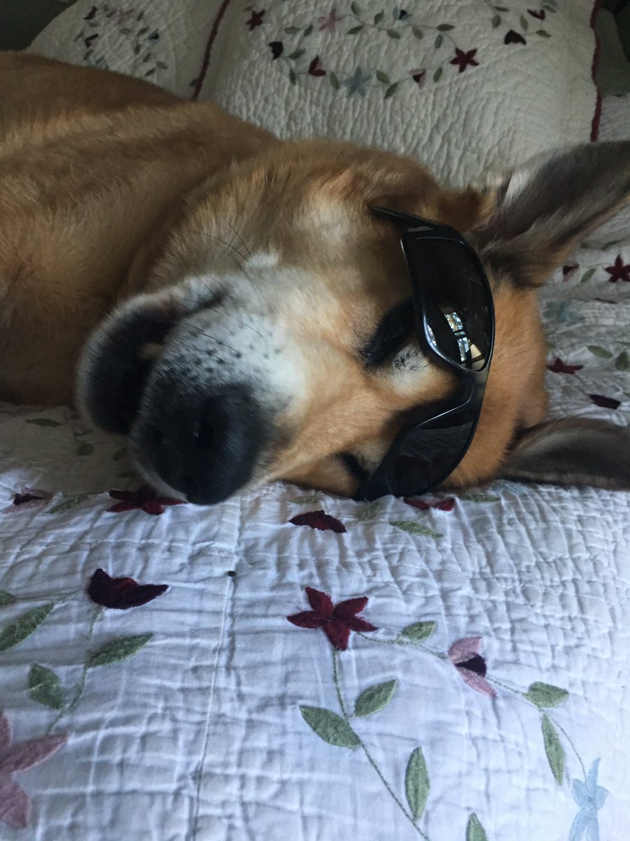 constablestokes's tweet photo. I have the coolest dog EVER! Or maybe the cutest. Not the smallest though. Princess Charlotte in all her glory! #prettypuppy #dogsoftwitter #dogsinshades #cute #cooldog #happypuppy #stoked https://t.co/35Z09DBDLQ