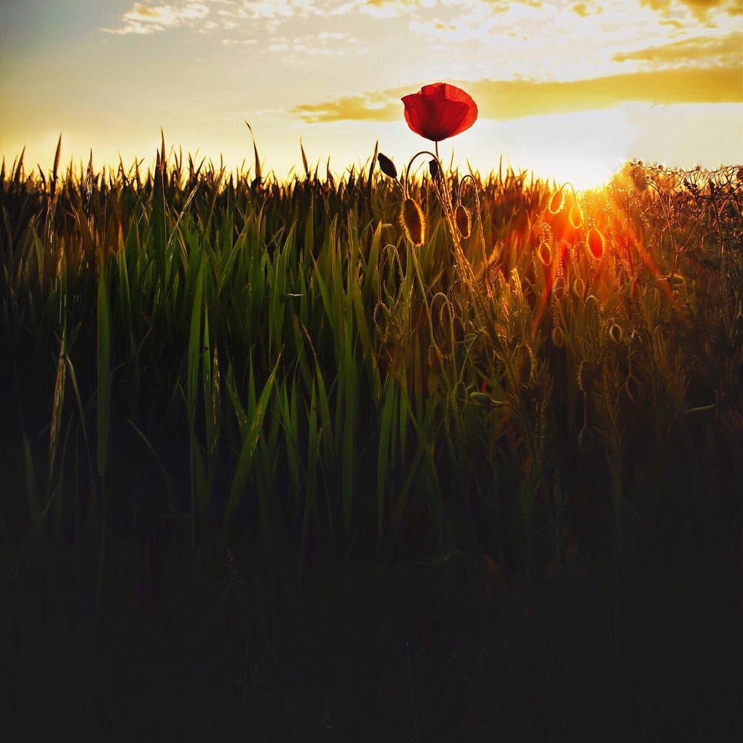 samfiore72's tweet image. Song “morning yearning” Ben Harper  #sun #subset #morning #italia #piemonte #PhotographyIsArt #photo #photooftheday #ThePhotoHour #nature #arr #colors #mextures #VSCO #nikonphotography